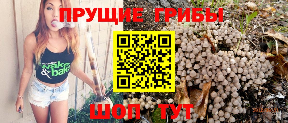 Псилоцибиновые грибы мицелий Зеленокумск
